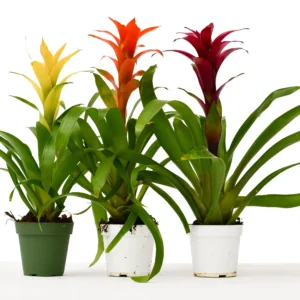 2587 4 guzmania variety 3pk.0.td size 1