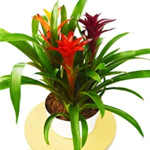 2587 8 guzmania combo.0.td size 1 1.webp